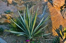 Image result for Agave sisalana