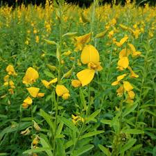 Image result for Crotalaria juncea