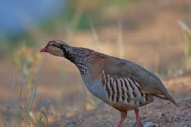 Image result for Alectoris rufa