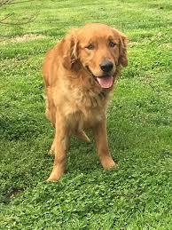 Hours may change under current circumstances Golden Retriever Puppies Illinois Rescue Bmo Show
