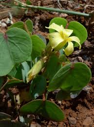 Image result for Oxalis anthelmintica
