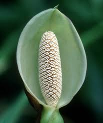 Image result for Araceae