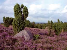Die lüneburger heide bietet mit ihren großen heideflächen eine naturlandschaft, die einmalig in mitteleuropa ist. Hermann Lons Die Heide Bluht Heideblute In Der Luneburger Heide