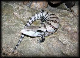 Deer Fern Farms Uromastyx Bluetongue Skink Page Blue Tongue Skink Reptiles And Amphibians Animals
