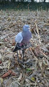 Sur cette page vous allez trouvez des instructions pour fabriquer le canapé de vos rêves et photos de modèles. Dgmetalfabrication Vente De Mecanismes Pour La Chasse Au Pigeon Posts Facebook