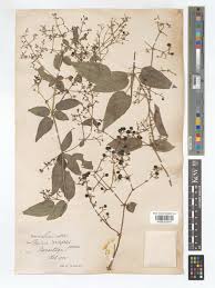 Image result for Rubia cordifolia