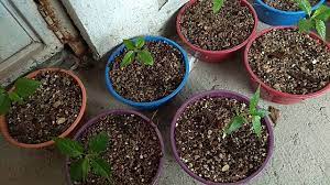 We did not find results for: How To Grow A Cherry Blossom Tree With Pictures Wikihow