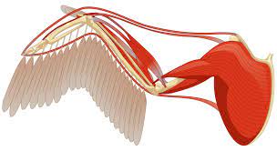 Butterflies tend to fold their wings vertically up over their backs. Bird Wings Bird Wing Anatomy Dk Find Out