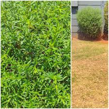 Image result for Synadenium kirkii