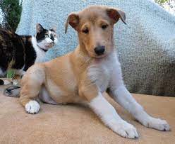 Advice from breed experts to make a safe choice. Smooth Collie Puppies And Older Dogs For Sale In The Uk And Europe Collie Puppies Dogs For Sale Smooth Collie