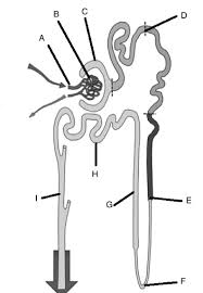 Khan Academy Khan Academy Biology Diagrams Anatomy And Physiology