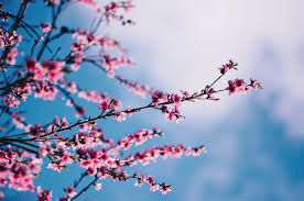 Maybe you would like to learn more about one of these? How To Choose The Best Tree For Your Home Or Business In Mid Missouri