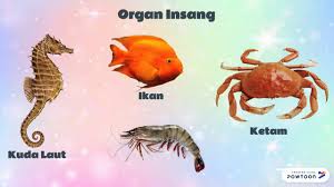 Katak dan salamander bernafas melalui peparu dan juga kulit lembap. Unicorn Proses Hidup Haiwan Youtube