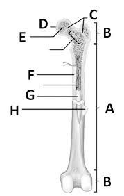 Skeleton anatomy scheme with greater tubercle, deltoid tuberosity, medial epicondyle, trochlea and other parts. Long Bone Label The Structure The Long Skeletal System Sign Up Sheets Anatomy Bones