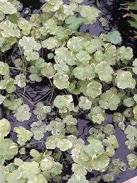 Image result for Hydrocotyle sibthorpioides