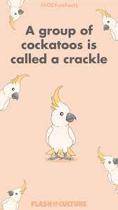 A Group Of Cockatoos Is Called A Crackle Fun Fact In 2020 Australia Animals Australia Fun Facts Fun Facts For Kids