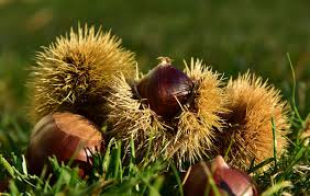 Questo frutto autunnale è amato da grandi e piccini, scopri quante mangiarne per il tuo benessere fisico. Castagne Proprieta Calorie E Valori Nutrizionali Del Frutto Dell Autunno Luca Avoledo Salute Alimentazione E Rimedi Naturali