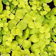 Image result for Lysimachia