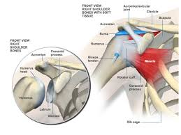 Anatomy Of The Shoulder Florida Medical Clinic Orthopaedic Surgery Sports Medicine And Knee Should Shoulder Anatomy Orthopedic Surgery Bicep Tendonitis