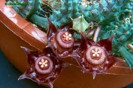 Image result for Duvalia polita