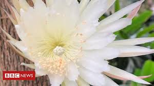 A flower subscription will give you ease, and you can save up to £ 5 per bouquet. Cambridge Moonflower Wait Over For Uk S First Bloom Bbc News