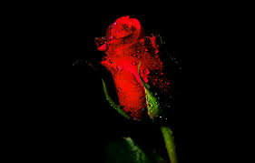 Download rose flower images hd wallpaper. Red Rose With Black Background Mobile Wallpaper Pin Posters