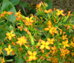 Image result for Kalanchoe crenata