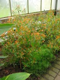 Image result for Justicia striata