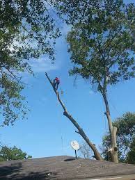 For expert tree removal, trimming, pruning and. Rg Professional Tree Service Home Facebook