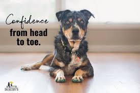 We did not find results for: Why Your Dog Is Afraid Of Hardwood Floors 5 Practical Solutions Dr Buzby S Toegrips For Dogs