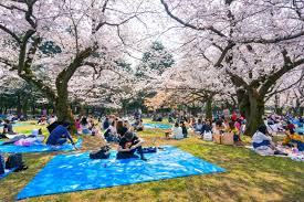 22 to 23 january : 2021 Japan Cherry Blossom Forecast Jrailpass