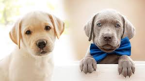 There are plenty of dogs in the listings provided. Weimaraner Vs Labrador Who Is The Best Family Dog