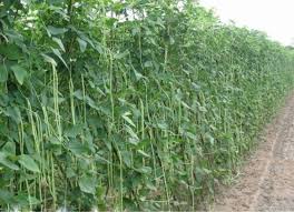For pole beans, plant the seeds about one inch deep and about three feet apart. Yard Long Beans Farming Cultivation Practices Agri Farming