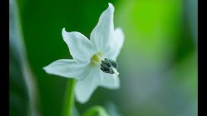 This issue is also accompanied by dropped flowers. Pollination Growing Hot Chili Peppers Indoor Youtube