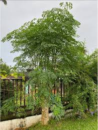 Amazon.com : Moringa Tree Live Plant, Malunggay 6 to 8 Inc Tall Moringa  Plants Live, Drumstick Horseradish Tree, Herb Moringa Plants to Plant  Outdoor : Patio, Lawn & Garden
