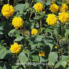 Check spelling or type a new query. Helianthus Perennial Sunflower Planting And Growing Guide