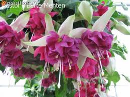 Risultati immagini per Naturaleza perfecta. Fuchsia.