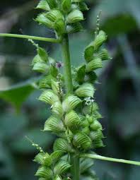 Image result for Acalypha fimbriata