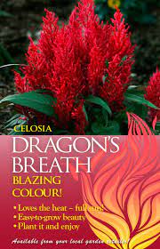 We did not find results for: Celosia Dragons Breath Advert Dragons Breath Dragons Breath Plant Celosia Flower