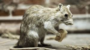 While any pest infestation can cause a homeowner to feel as if they are losing control of their home, a bed bug invasion can cause particular stress and inconvenience. Long Island Exterminator Pest Control Wildlife Removal Nyc