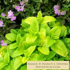 Image result for Melissa officinalis