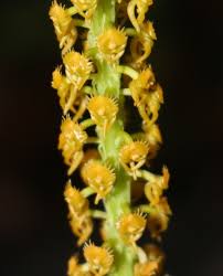 Image result for Malaxis katangensis