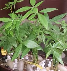 Maybe you would like to learn more about one of these? Bonsai Money Tree One Of The Best Bathroom Plants