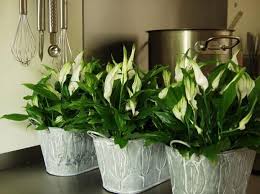 Znalezione Obrazy Dla Zapytania Najpopularniejsze Kwiaty Doniczkowe Plants Indoor Plants Garden