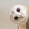 Burung hantu beluk watu jawa. Https Encrypted Tbn0 Gstatic Com Images Q Tbn And9gctivnpidy5umcrblmcgb8bdubcq7j P Dq3wuqp3dacqozilyav Usqp Cau