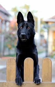 Breeders prefer darker, richer colors and many light colorations are not accepted by the. Small Black German Shepherd