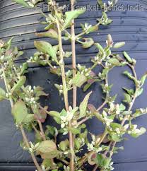 Image result for Nothosaerva