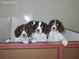 Navigate to the first search result item. We Got Our Springer Spaniel From Liberty Kennel Springer Spaniels Mike The Breeder Is The Best Great Hunting Dog Springer Spaniel Spaniel Puppies For Sale