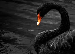 Find out when swans is next playing live near you. Black Swan Alert Covid 19 And What Senior Partners Should Be Doing Right Now To Survive In House Community