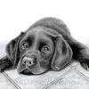 Make sure the reference line runs between the ears and eyes and through the middle of your dog's nose. 1